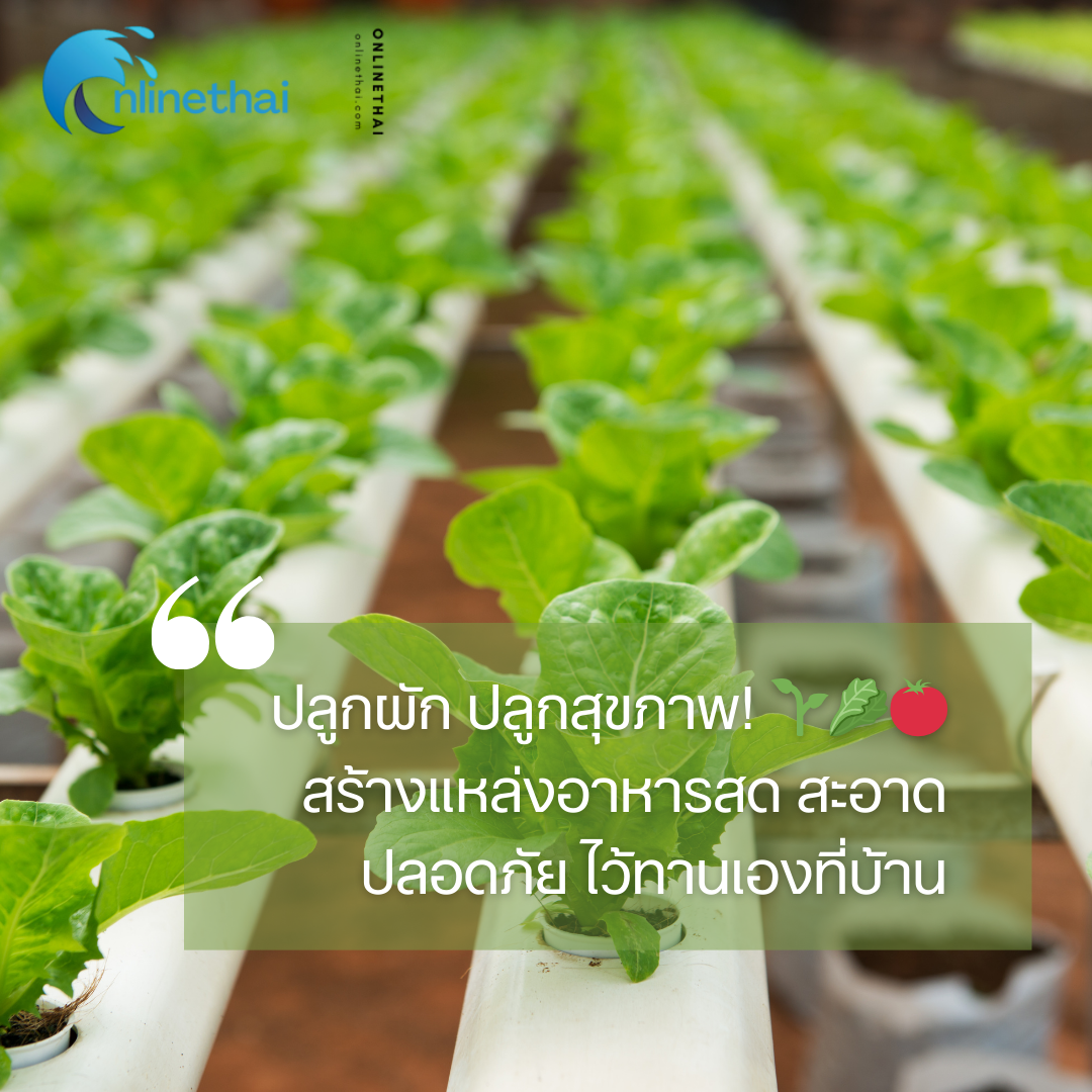ปลูกผัก ปลูกสุขภาพ!